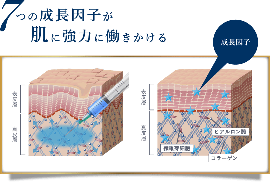 7つの成長因子が肌に強力に働きかける