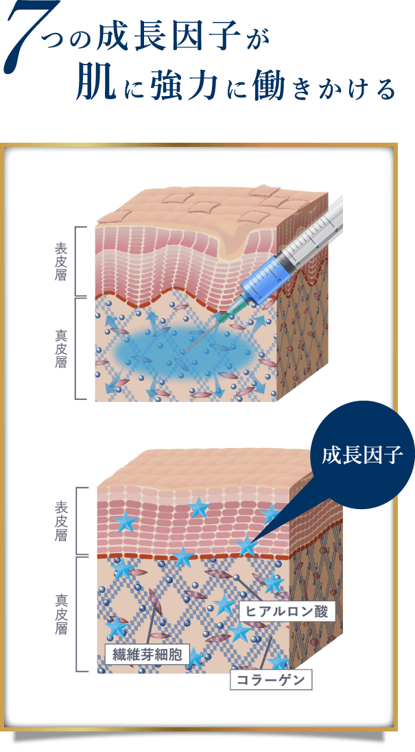 7つの成長因子が肌に強力に働きかける
