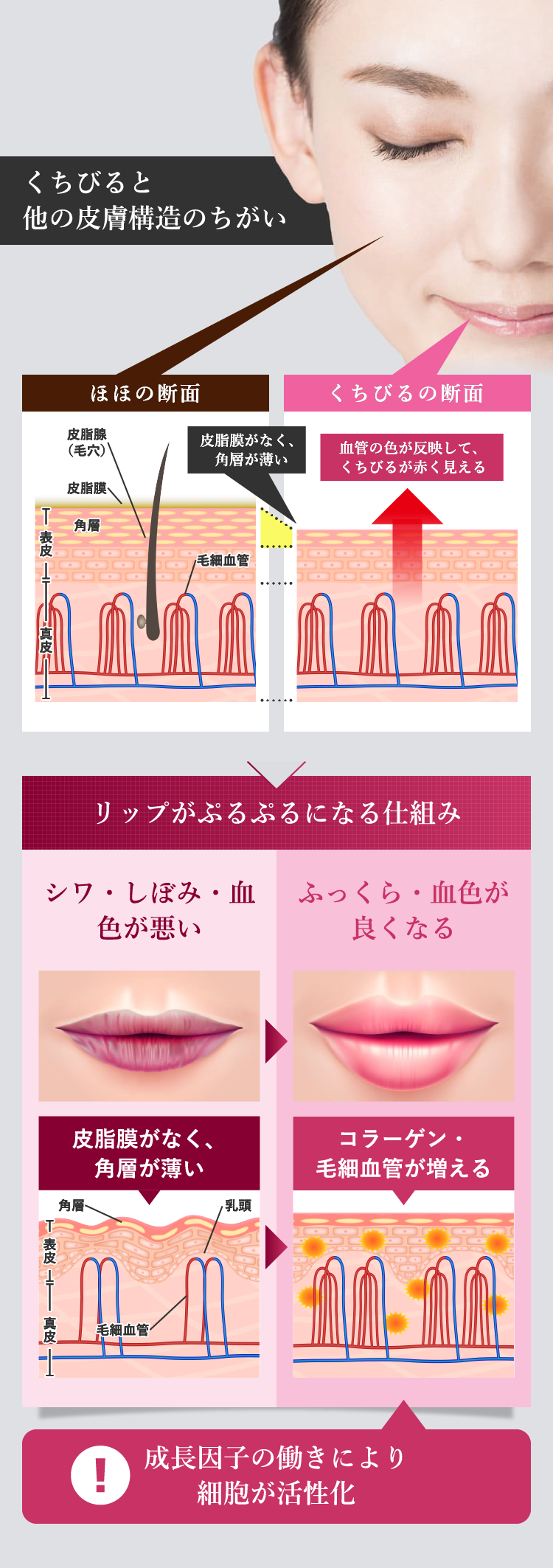 くちびると他の皮膚構造のちがい リップがぷるぷるになる仕組み